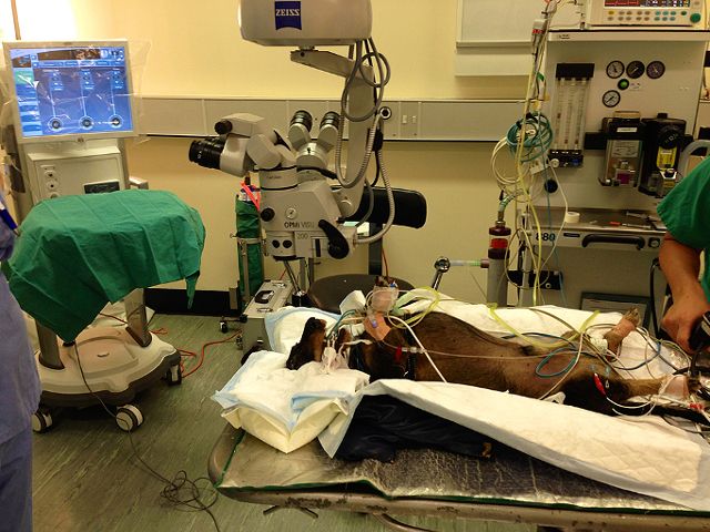 klinikajszulcarvc4.jpg